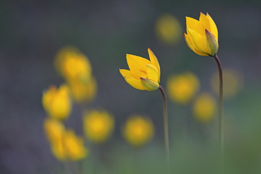 Wilde Tulpe