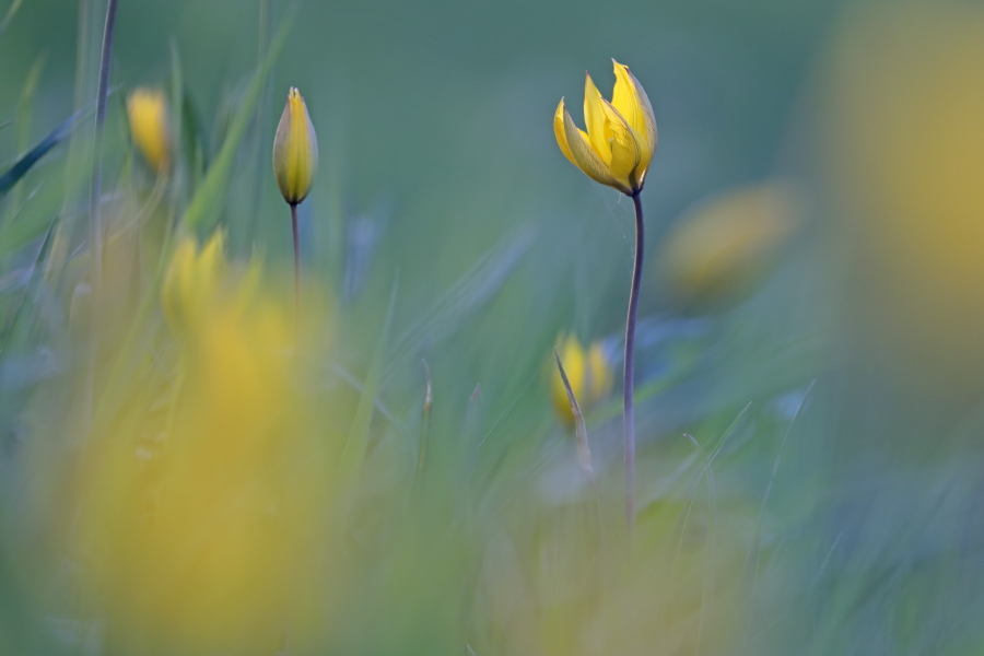 Wilde Tulpe
