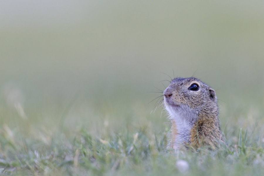 Ziesel Spermophilus citellus Ground Squirrel