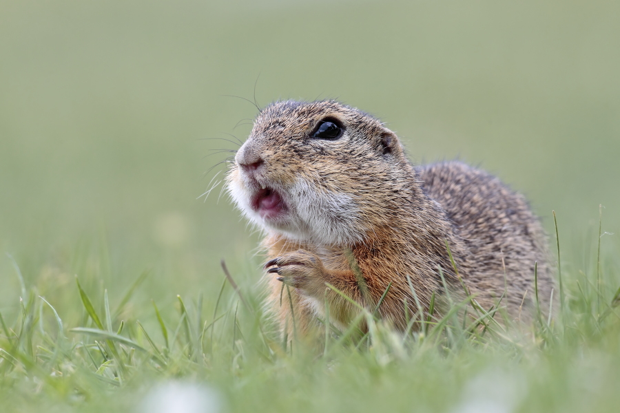 Ziesel Spermophilus citellus Ground Squirrel