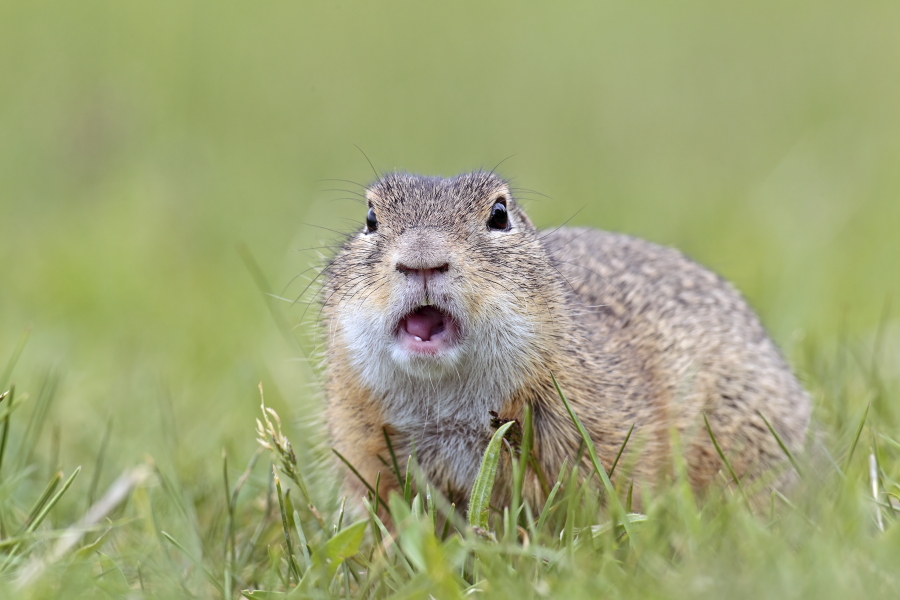 Ziesel Spermophilus citellus Ground Squirrel