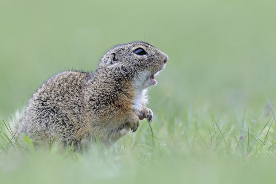 Ziesel Spermophilus citellus Ground Squirrel