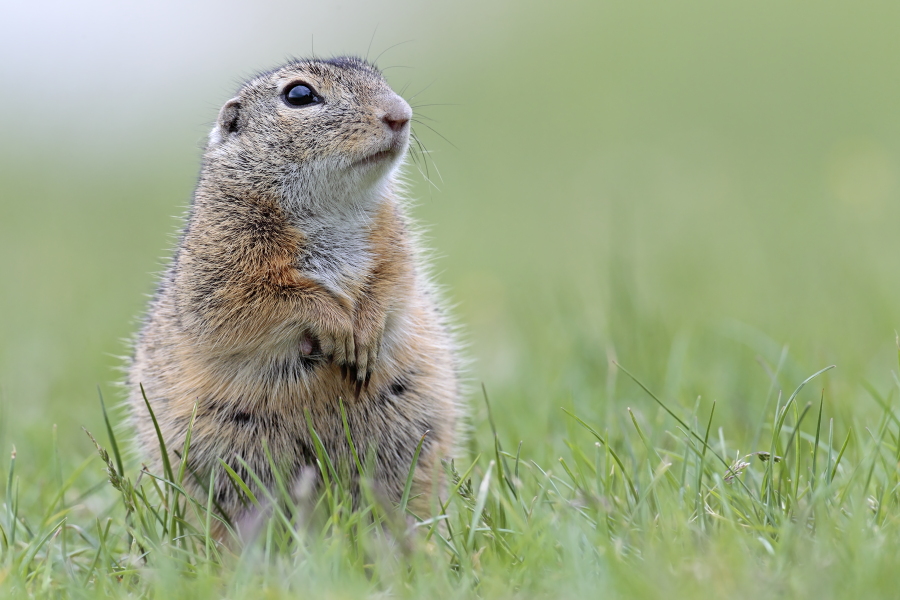 Ziesel Spermophilus citellus Ground Squirrel