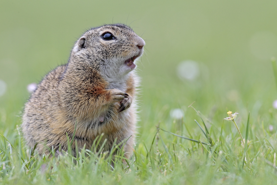 Ziesel Spermophilus citellus Ground Squirrel