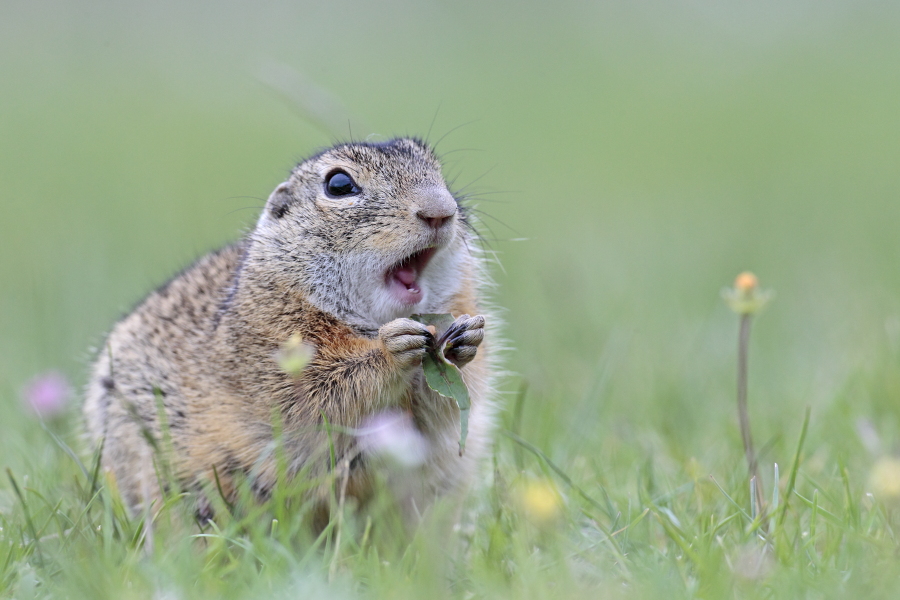 Ziesel Spermophilus citellus Ground Squirrel