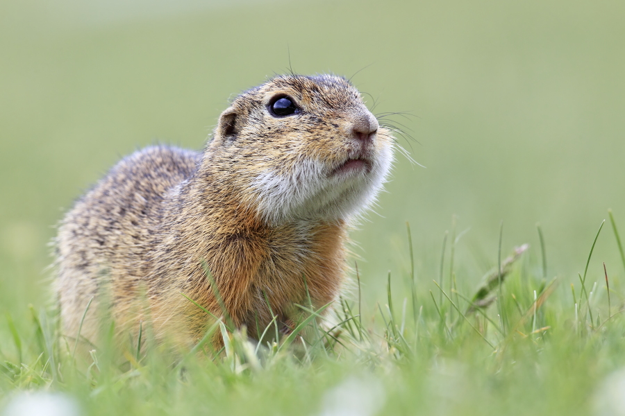 Ziesel Spermophilus citellus Ground Squirrel