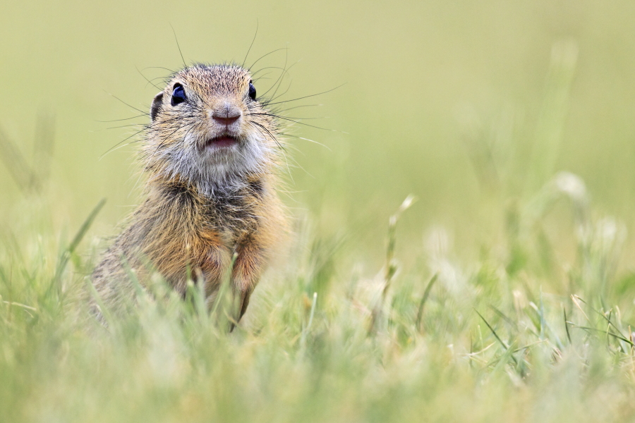 Ziesel Spermophilus citellus Ground Squirrel