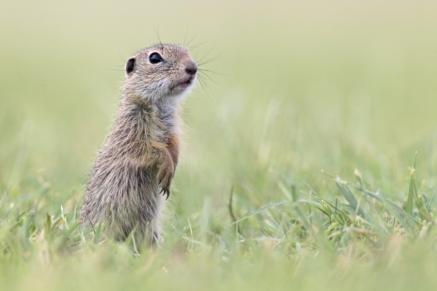 Ziesel Spermophilus citellus Ground Squirrel