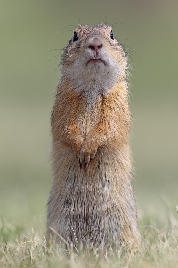 Ziesel Spermophilus citellus Ground Squirrel