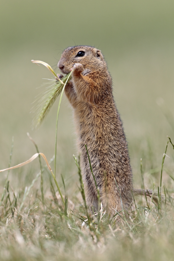 Ziesel Spermophilus citellus Ground Squirrel