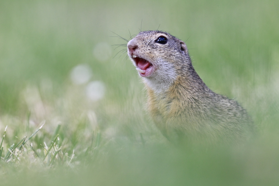 Ziesel Spermophilus citellus Ground Squirrel