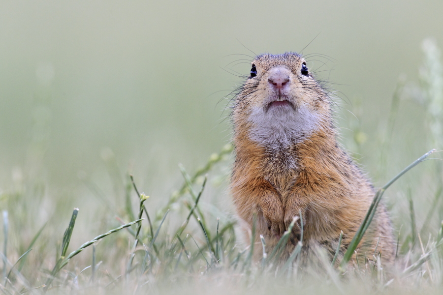 Ziesel Spermophilus citellus Ground Squirrel