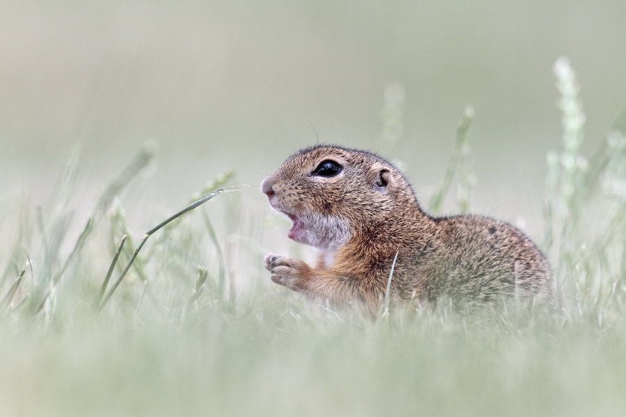 Ziesel Spermophilus citellus Ground Squirrel