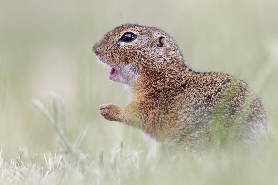 Ziesel Spermophilus citellus Ground Squirrel