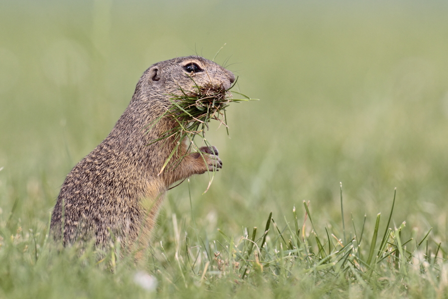 Ziesel Spermophilus citellus Ground Squirrel