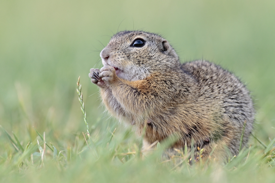 Ziesel Spermophilus citellus Ground Squirrel
