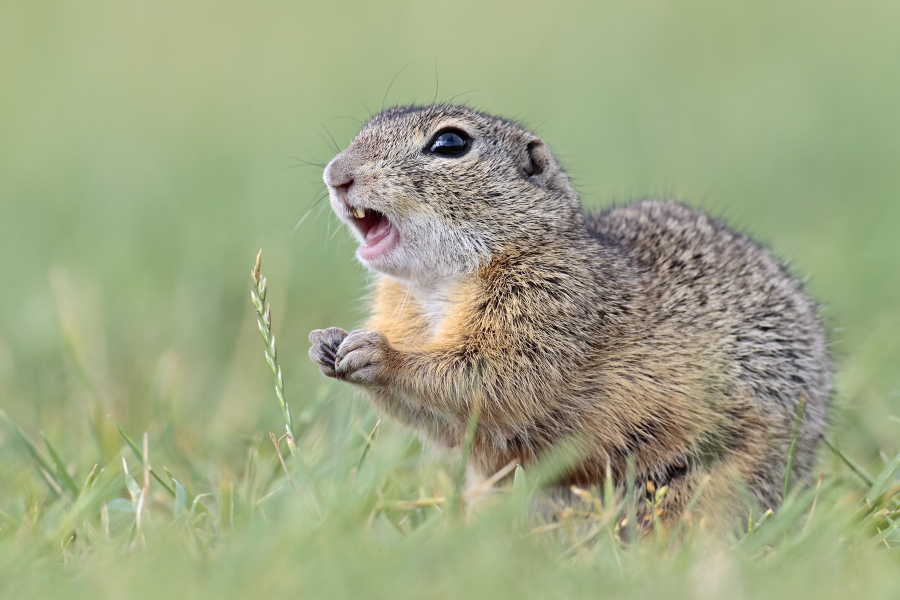 Ziesel Spermophilus citellus Ground Squirrel