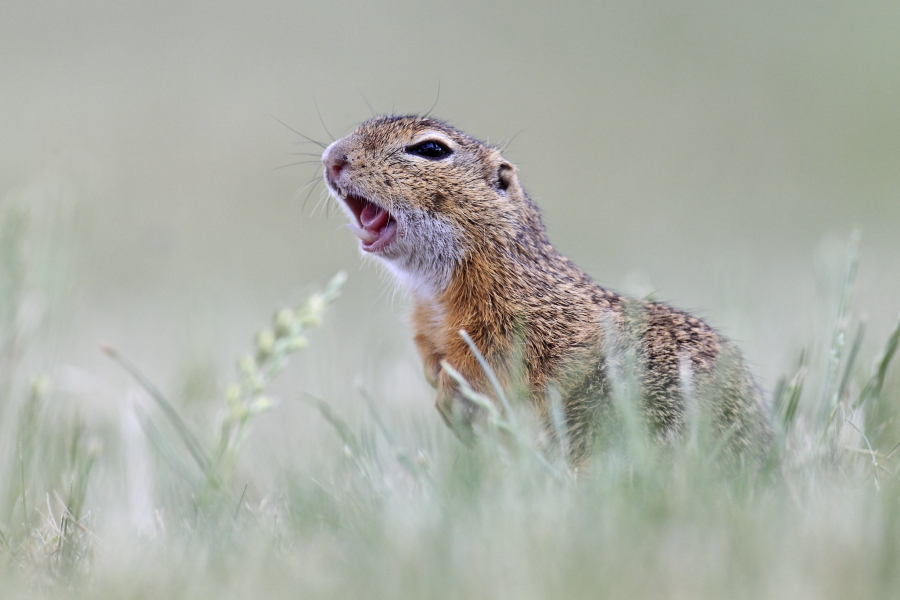 Ziesel Spermophilus citellus Ground Squirrel